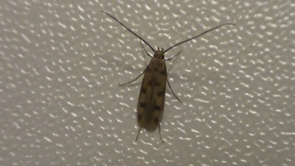 Moth