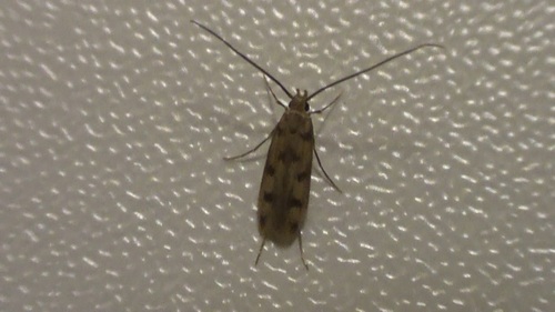 Moth