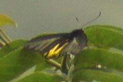 Troides aeacus