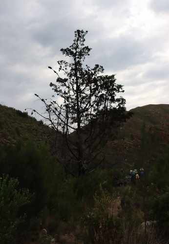 Image of Widdringtonia schwarzii by (c) Tony Rebelo, some rights reserved (CC BY-SA)