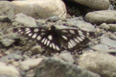 Limenitis cottini