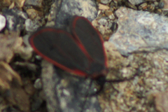 Zygaenoidea