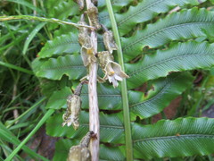 Gastrodia molloyi