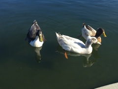 Anas platyrhynchos domesticus