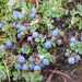 Volcanic Blueberry - Photo (c) Boris Bolshakov, some rights reserved (CC BY-NC), uploaded by Boris Bolshakov