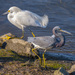 Typical Egrets - Photo (c) uzun, some rights reserved (CC BY-NC), uploaded by uzun