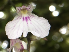 Ionopsis utricularioides