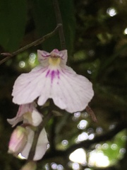 Ionopsis utricularioides