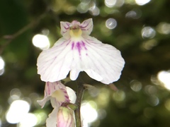 Ionopsis utricularioides