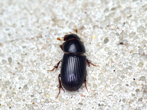 Ataenius platensis photo 2