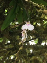 Ionopsis utricularioides