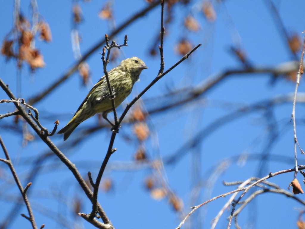Eurasian Siskin from Белоярский р-н, Свердловская обл., Россия on ...