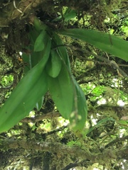 Ionopsis utricularioides