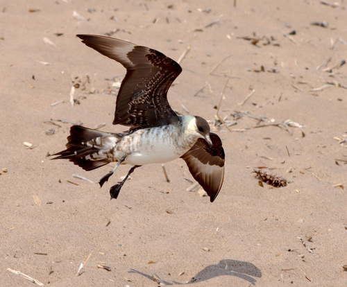 Parasitic Jaeger