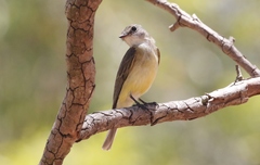 Microeca flavigaster