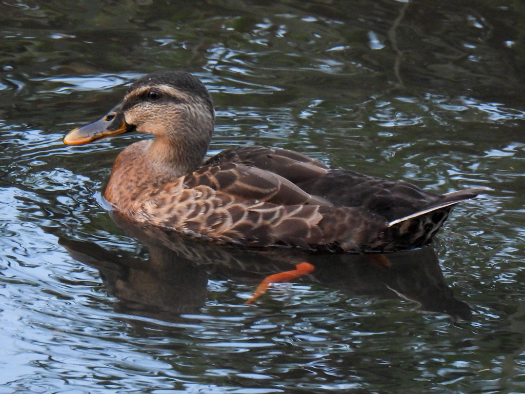 Mallard × Eastern Spot-billed Duck from Sazumachi, Chofu, Tokyo 182 ...