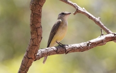 Microeca flavigaster