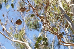 Eucalyptus platyphylla