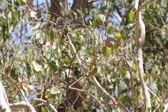 Eucalyptus platyphylla