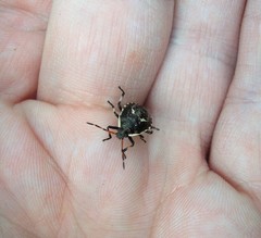 Cermatulus nasalis nasalis