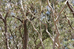 Eucalyptus platyphylla