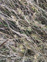 Cerastium arvense strictum