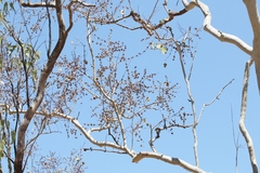 Eucalyptus platyphylla