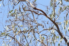 Eucalyptus platyphylla