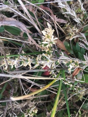 Cerastium arvense strictum
