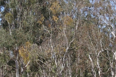 Eucalyptus platyphylla