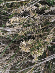 Cerastium arvense strictum