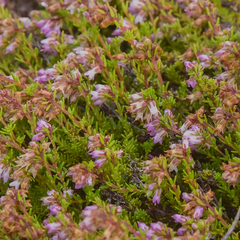 Erica tysonii
