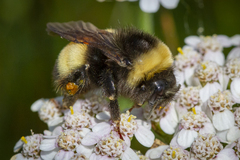 Bombus terricola image