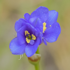 Aristea montana