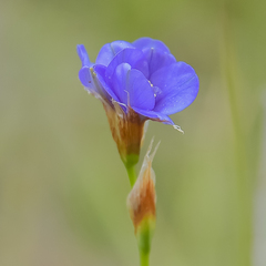 Aristea montana