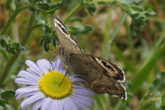 Lasiommata minuscula