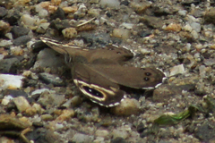 Lasiommata minuscula