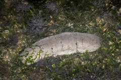 Holothuria scabra image