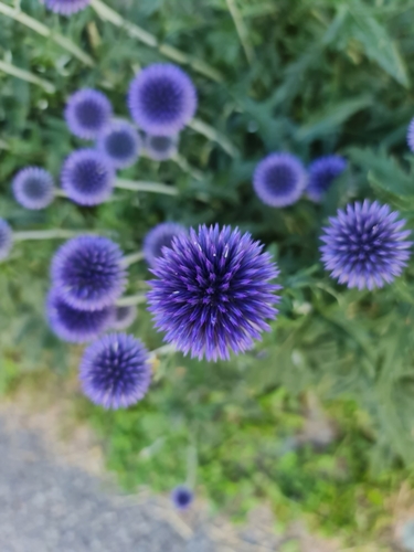 Image of Echinops bannaticus by (c) Nefol, some rights reserved (CC BY)