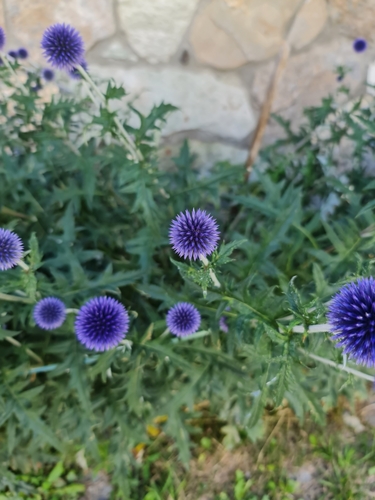 Image of Echinops bannaticus by (c) Nefol, some rights reserved (CC BY)