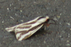 Eospilarctia