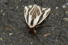 Eospilarctia