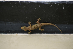 Hemidactylus brookii