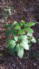Heptapleurum actinophyllum