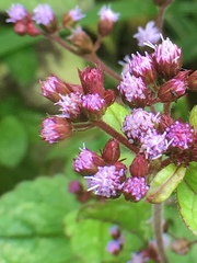 Ageratum conyzoides