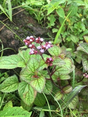 Ageratum conyzoides