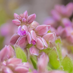 Polygala rhinostigma