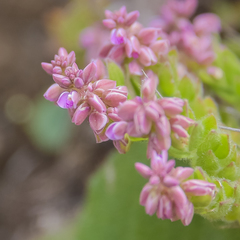 Polygala rhinostigma