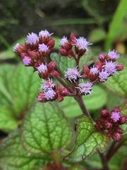 Ageratum conyzoides