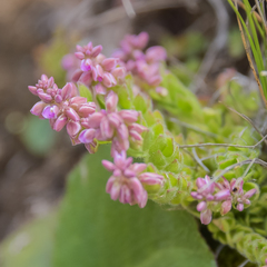 Polygala rhinostigma